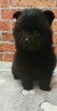 Pomeranian szpic miniaturowy - 3