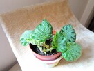 Begonia Silver Jewel-begonia zebra - 12