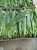 Tulipany bukiety - 2