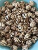 Sprzedam orzechy włoskie