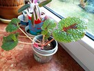 Begonia Silver Jewel-begonia zebra - 11