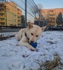 Młody wesoły energiczny psiak szuka kochającego domu - 8