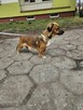 Zuma-urocza niewielka suczka do adopcji - 2