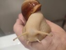 Sprzedam Ślimaki afrykańskie Lissachatina (Achatina)fulicia - 4