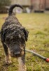 Cudowny psiak pełen wigoru kochający ludzi czeka na ciebie - 2