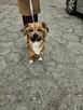 Zuma-urocza niewielka suczka do adopcji - 7