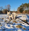 Młody wesoły energiczny psiak szuka kochającego domu - 7