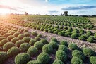 2026 piękne dużechryzantemy atrakcyjna cena producent - 2