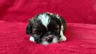 Szczeniaczek shih tzu - 2