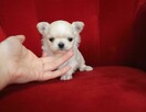 Maleńki słodki WAFELEK - chihuahua długowłosy FCI ZKwP - 2