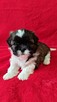 Szczeniaczek shih tzu - 6