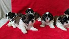 Szczeniaczek shih tzu - 3