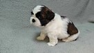 Szczeniaczek shih tzu - 7