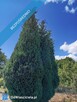 sprzedam działkę budowlaną - 7