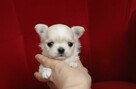 Maleńki słodki WAFELEK - chihuahua długowłosy FCI ZKwP - 4