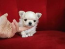 Maleńki słodki WAFELEK - chihuahua długowłosy FCI ZKwP - 3