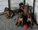 Pinczer średni - szczenięta rodowodowe ZKwP/ FCI - 3
