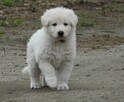 Biały Owczarek Szwajcarski - 6