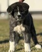 Akita inu Fci dziewczynka - 3