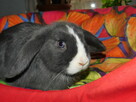 Mini lop niebieska samiczka