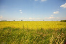 Działka rolna Szczurowa- Brzesko-Małopolska - 5