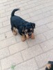Terier Walijski szczeniak ZKwP FCI welsh terrier piesek - 3