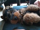 Terier Walijski szczeniak ZKwP FCI welsh terrier piesek - 2