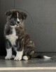 Akita inu Fci dziewczynka - 2