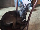 FUKS czeka na odpowiedzialnych opiekunów - 9