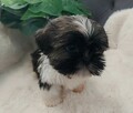 Piesek shih tzu - 2