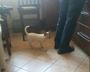 Chihuahua odchowana biała suczka - 2