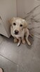 Sprzedam labladora suczka retriever biszkoptowa - 4
