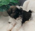 Piesek shih tzu