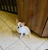 Chihuahua odchowana biała suczka - 3