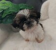 Śliczną suczka shih tzu