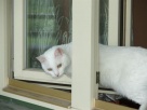 Siatka Dla Kota Zabezpieczy Balkon i Okna Montaż Łódź - 9