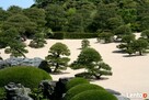 Bonsai ogrodowe