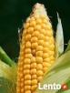 Kukurydza - materiał siewny, nasiona