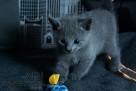 Kociaki Rosyjskie Niebieskie - 3