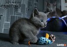 Kociaki Rosyjskie Niebieskie - 2