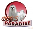 Fryzjer dla psów Dogs Paradise - 1