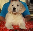Golden Retriever z Rodowodem ZKWP FCI - 4