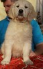 Golden Retriever z Rodowodem ZKWP FCI - 3