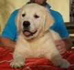 Golden Retriever z Rodowodem ZKWP FCI - 1