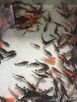 Narybek do stawów karp amur tołpyga łun karaś itp. - 6