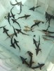 Narybek do stawów karp amur tołpyga łun karaś itp. - 2