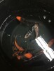 Narybek do stawów karp amur tołpyga łun karaś itp. - 7