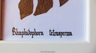 Araceae filodendron botanika suszone liście w oprawie - 7