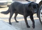 Kolin - piesek w typie labradora szuka domu - 3