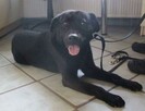 Kolin - piesek w typie labradora szuka domu - 1
